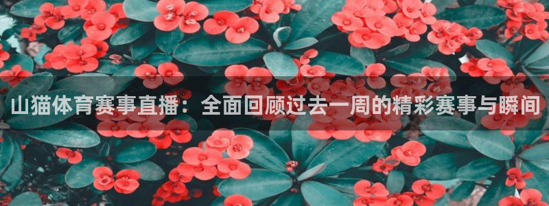 山猫体育赛事直播：全面回顾过去一周的精彩赛事与瞬间