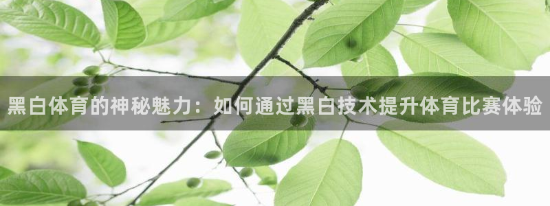 黑白体育的神秘魅力：如何通过黑白技术提升体育比赛体验